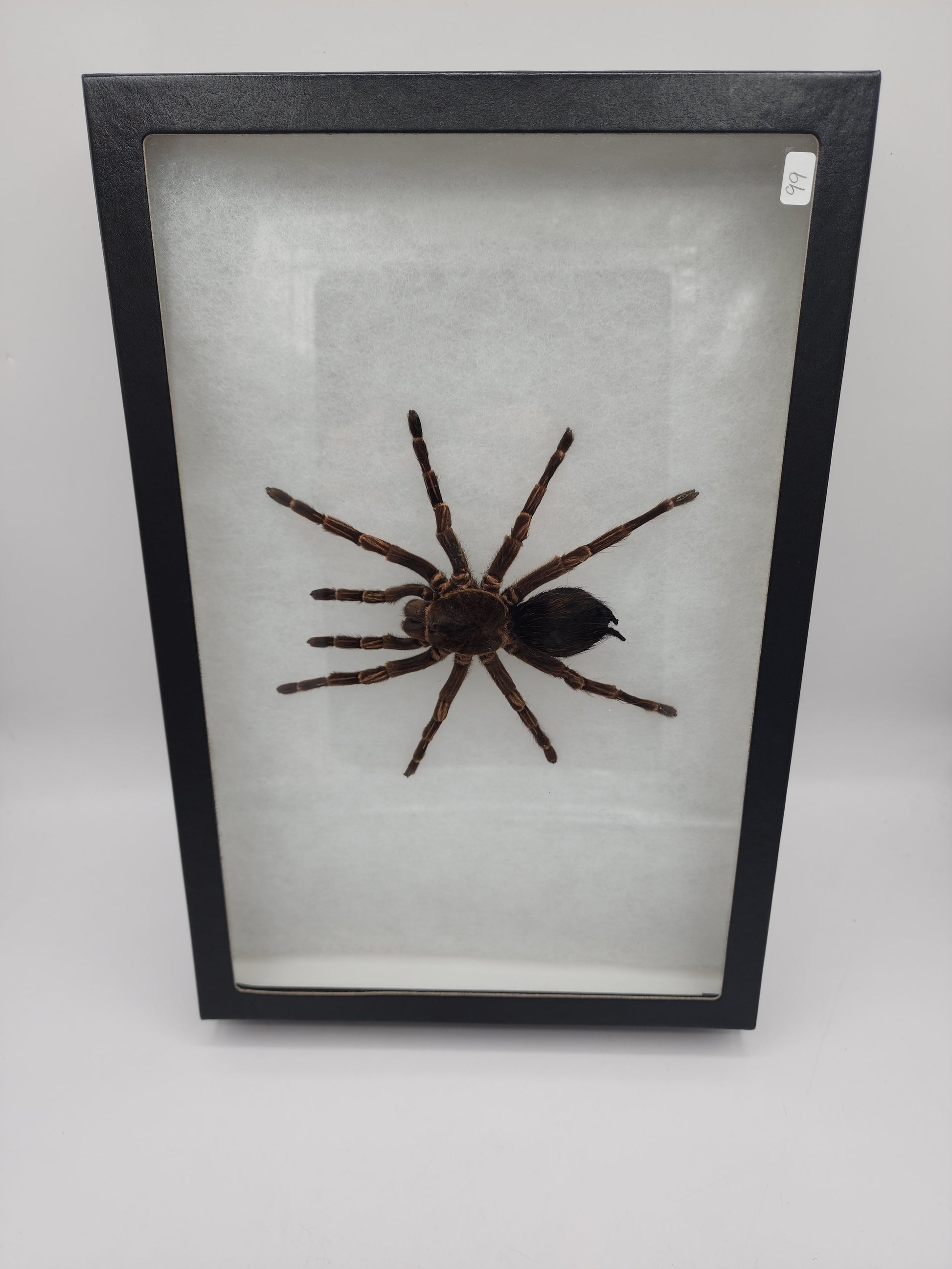Framed Spider