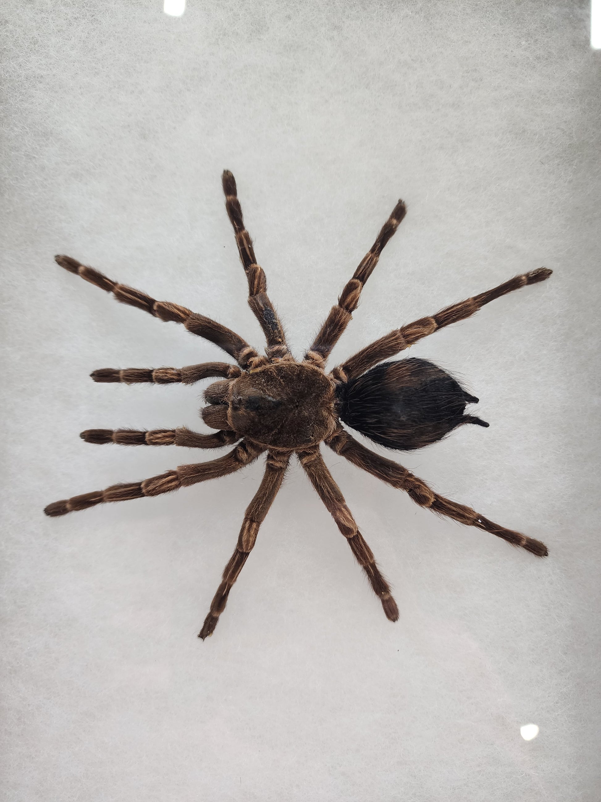 Framed Spider